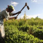 The Inclusion and Recognition of the Informal Sector in Malawi