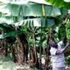 Why Chad is potent for agriculture and other businesses