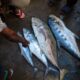 IMF debt relief creates new business opportunities in Somalia