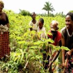 Promoting Agricultural Production in the Republic of Congo: Overview, Challenges and Opportunities