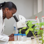 The Role of Agricultural Biotechnology in Combating Food Insecurity in Africa