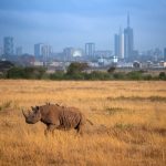 The Impact of the Economic and Regulatory Environment on Technology Startups in Kenya: A Study of Silicon Savannah